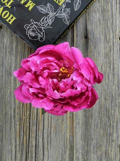 RED/DARK FUSUCA SARAH BERNHARDT  RED PEONIES